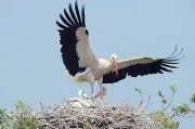Week-end d'animations en Charente-Maritime : aéronautique, nature et concerts