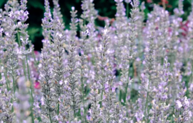 10 plantes anti-moustiques pour des soirées d'été sereines