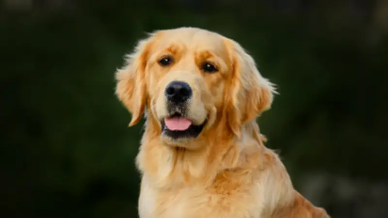 335 258 animaux abandonnés en 2025 : votre témoignage nous intéresse