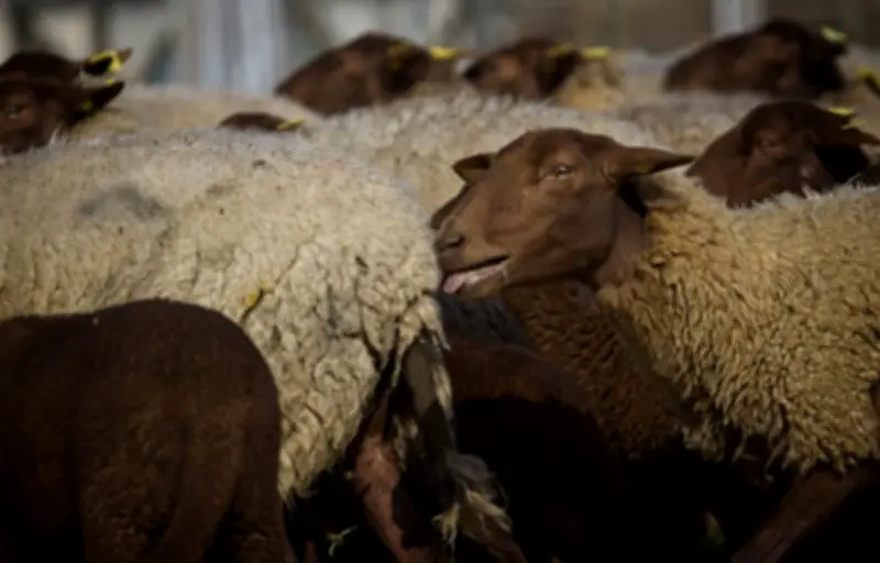 65 moutons volés pour l'Aïd-el-Kébir : un préjudice de 13 500 euros