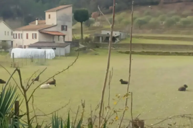 Aide aux agriculteurs pour s'absenter dans l'arrière-pays de Nice