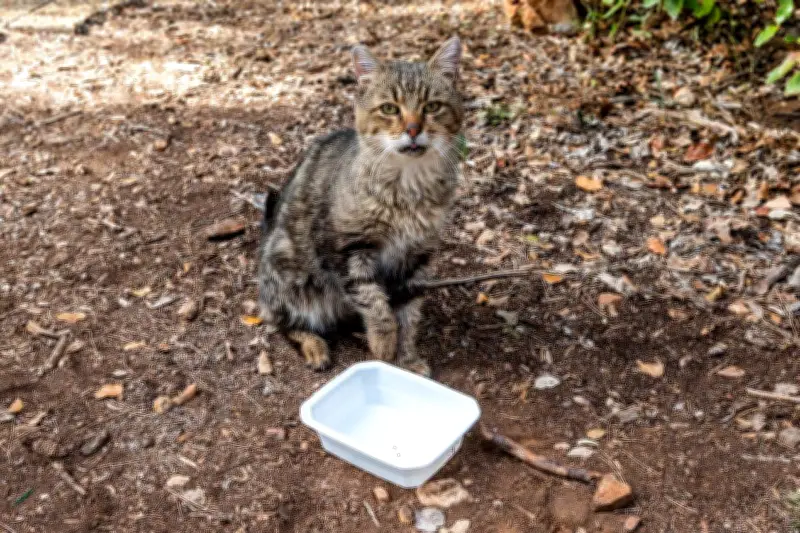 Airbnb à Carqueiranne : appartement saccagé, chats tués et brûlés
