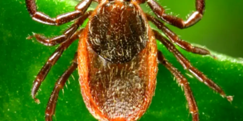 Alerte aux tiques : les ixodes, ces acariens dangereux pour l'homme