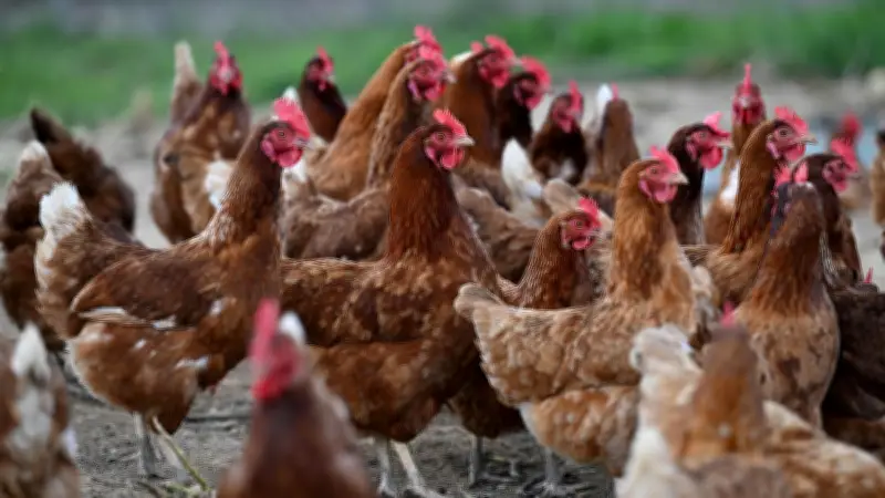 Alès : sauvez des poules pondeuses promises à l'abattoir pour 7 €