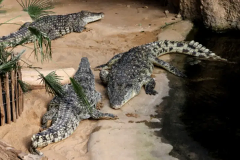 Angleterre : enfant de 3 ans sauvé après avoir été jeté dans un enclos à crocodiles