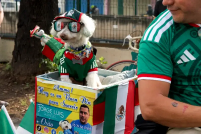 Animaux supporters du Mondial : les stars des réseaux sociaux