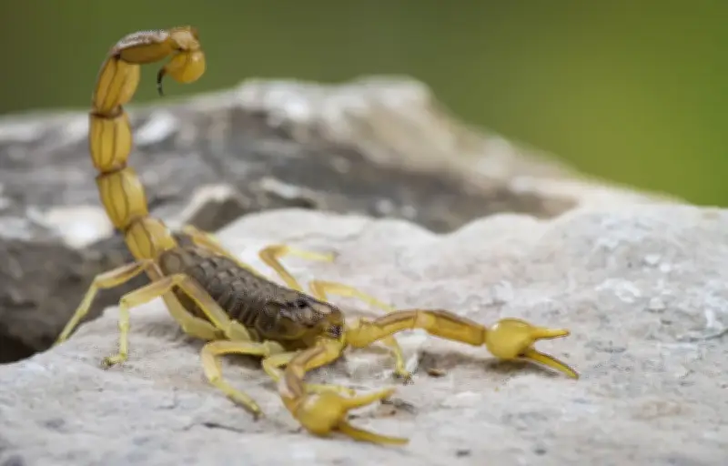 Animaux venimeux en Europe : dangers et découvertes scientifiques