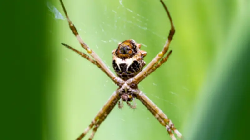 Araignée-baliste : une nouvelle espèce catapulte ses proies en Australie