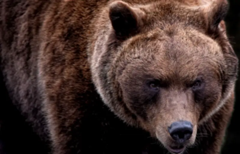 Attaque de grizzly dans le Montana : un randonneur grièvement blessé sauvé par un médecin