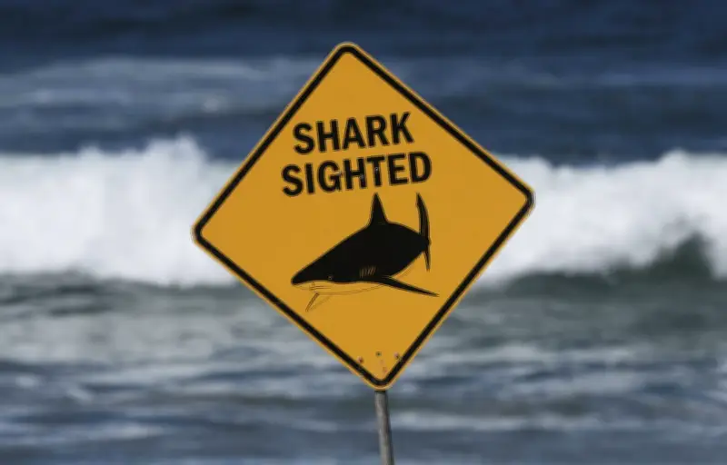 Attaque de requin à Sydney : une mère de famille sort brièvement du coma