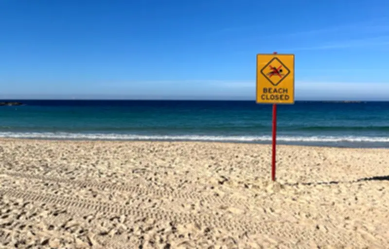 Attaque de requin à Sydney : une nageuse grièvement blessée