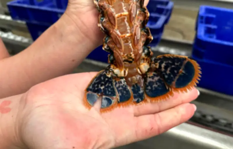 Au Croisic, on marque les homards pour sauver l'espèce