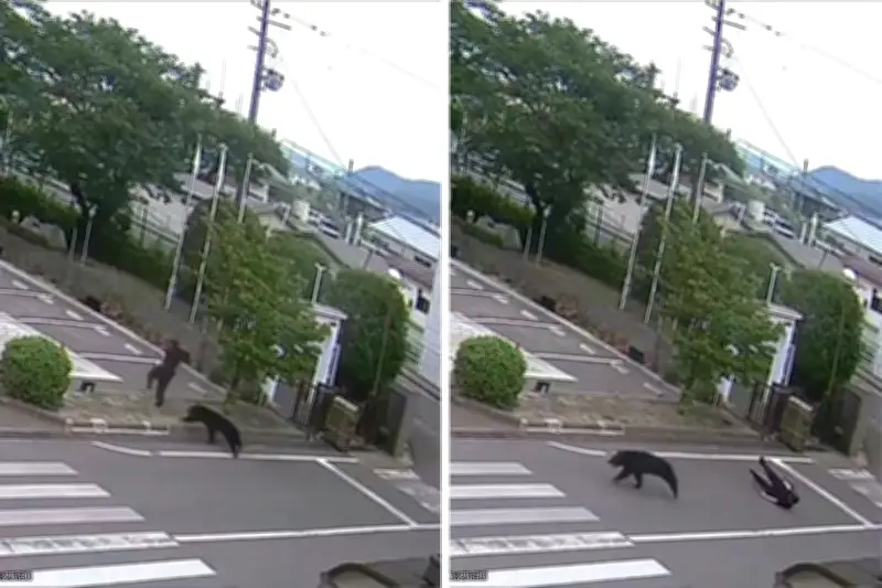 Au Japon, la traque d’un ours «extrêmement intelligent»