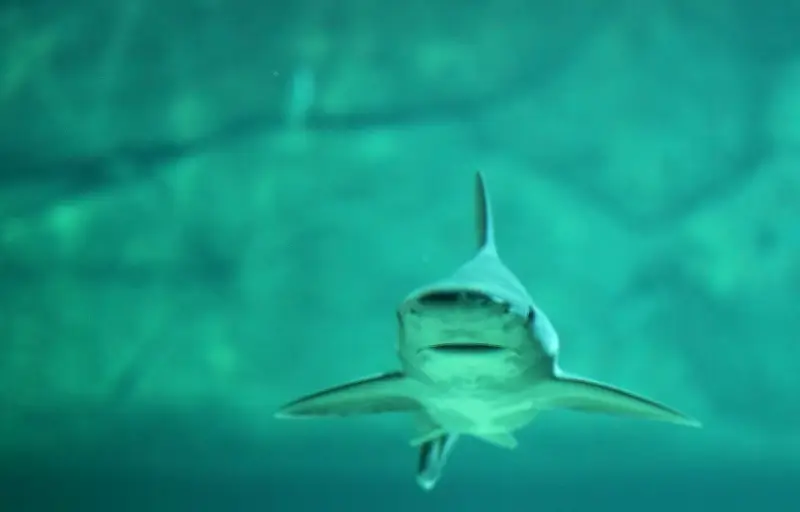 Australie : deuxième attaque mortelle de requin en trois semaines