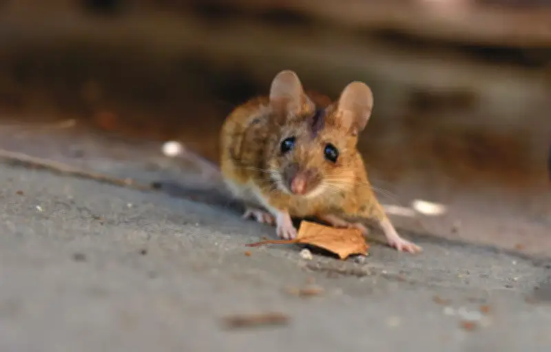 Australie : invasion massive de souris, un cauchemar pour l'ouest et le sud