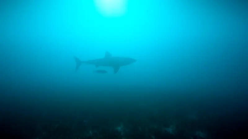 Australie : un plongeur meurt après une attaque de requin de 4,5 mètres