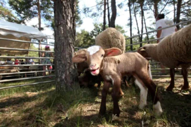 Bargème : fête de la transhumance, hommage au pastoralisme local