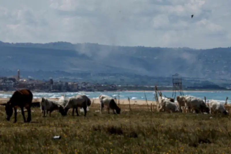 Beyrouth accuse Israël de pulvériser du glyphosate à la frontière