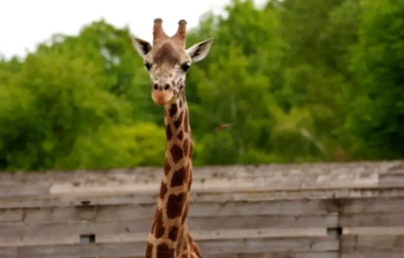 Branféré : une girafe emblématique décède après l'arrivée d'un girafon rare