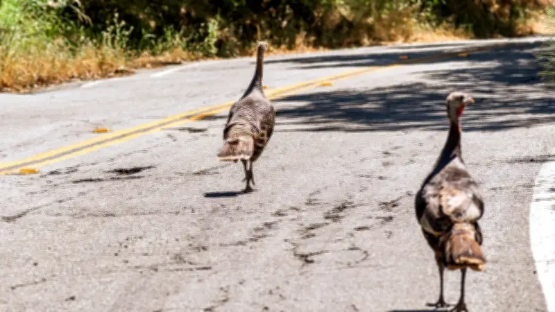Californie : une mamie de 83 ans attaquée par deux dindes sauvages en pleine rue