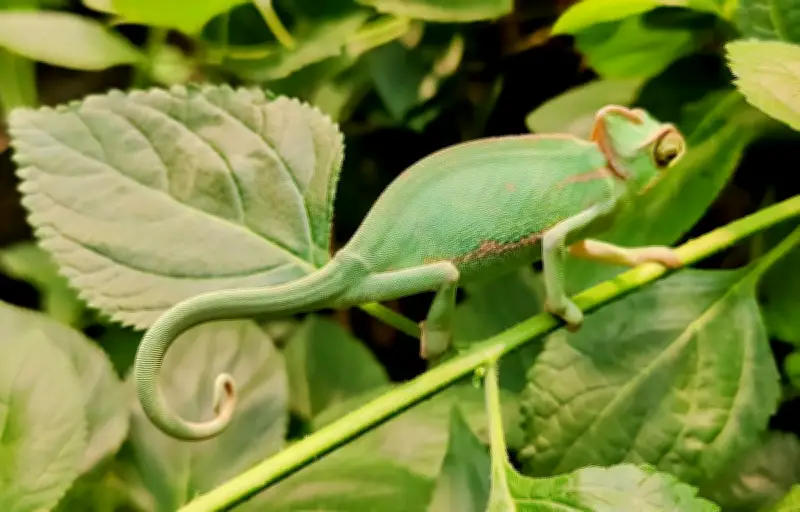 Caméléon et seiche : les secrets du camouflage animal