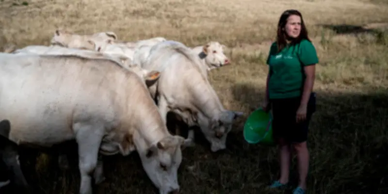 Canicule et événements extrêmes fragilisent l'agriculture française