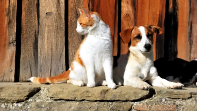 Canicule : les signes alarmants d'un coup de chaleur chez chien et chat