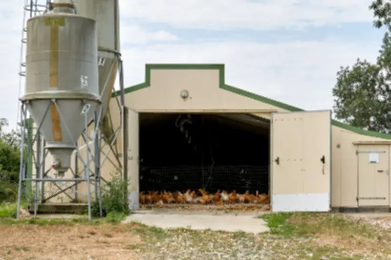 Canicule : les stratégies des éleveurs pour rafraîchir poules, cochons et vaches