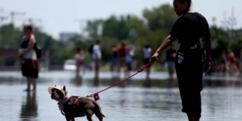 Canicule : les vétérinaires alertent sur les risques mortels pour les chiens