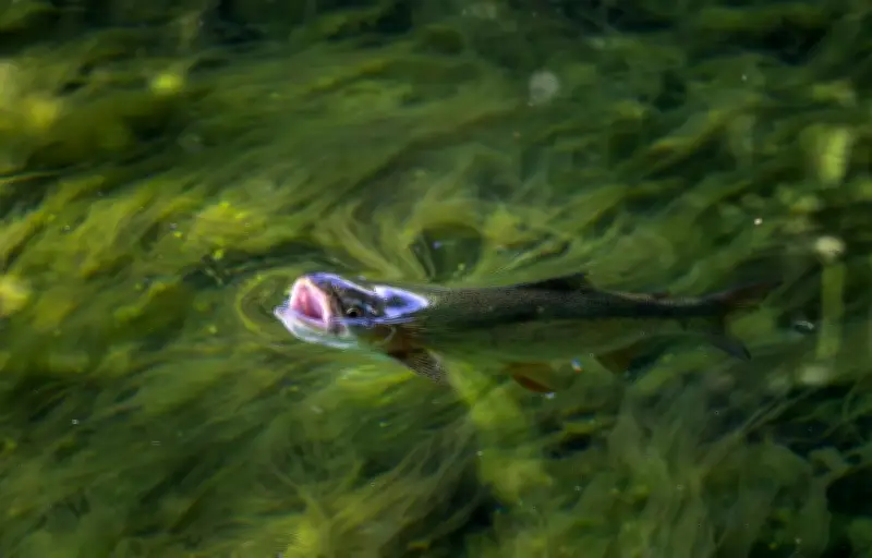 Canicules aquatiques : poissons en danger, respiration menacée