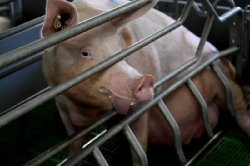 Canicules : la mort silencieuse des animaux d'élevage