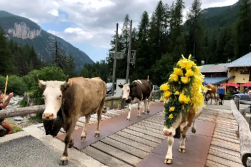 Casterino célèbre bûcheronnage et transhumance ce samedi
