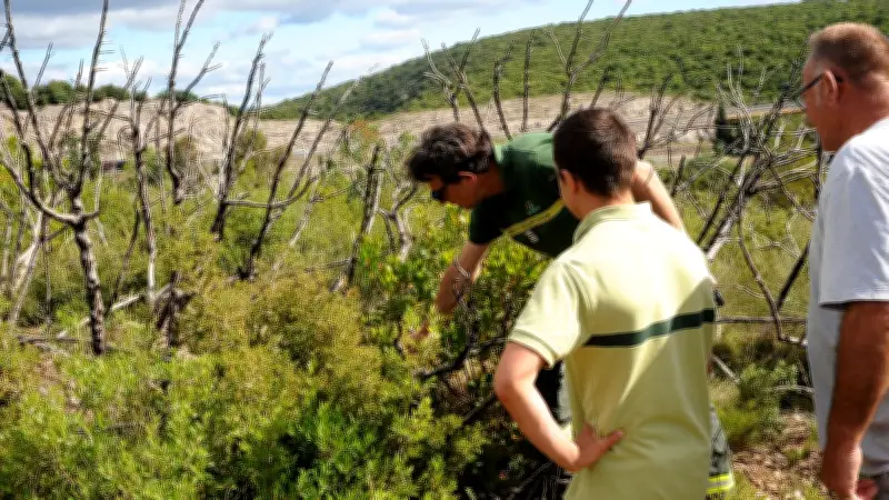 Changement climatique : la forêt de l'Hérault se transforme déjà