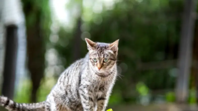 Chat enterré vivant dans une cage : un couple le découvre en agitant des croquettes