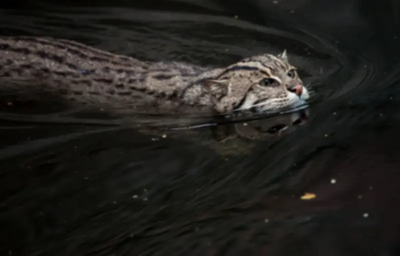 Chat pêcheur : un félin unique adapté à la vie aquatique