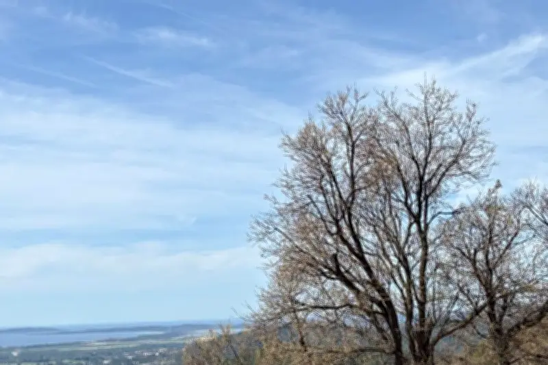 Chenille bombyx disparate : pourquoi elle ravage le massif des Maures