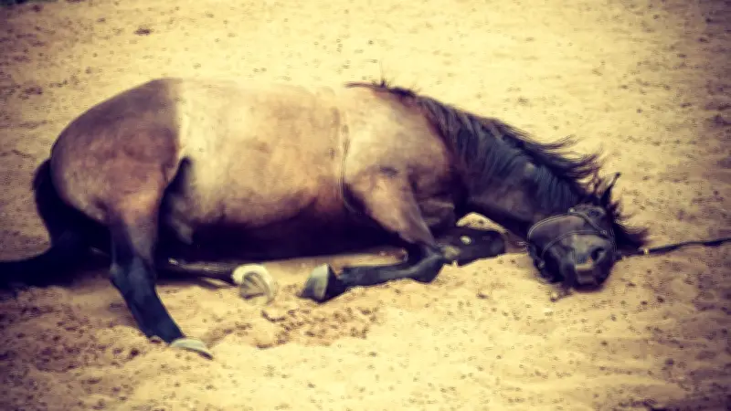 Chevaux sauvagement attaqués : un entre la vie et la mort dans le Nord