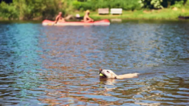 Chien meurt après baignade dans un lac : attention aux cyanobactéries