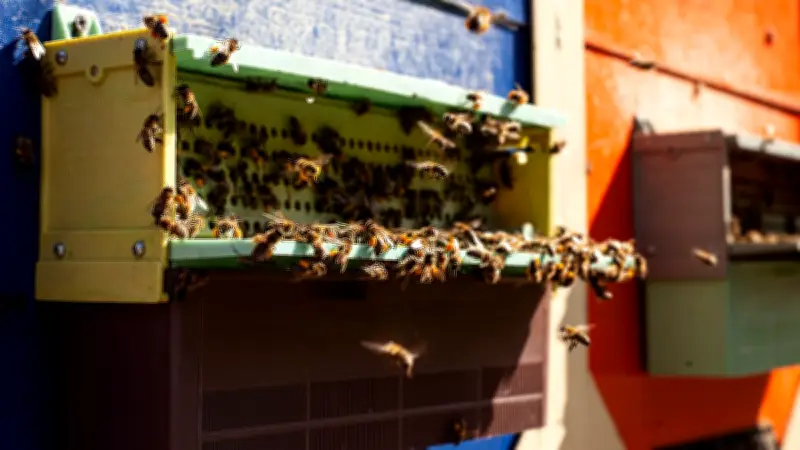 Chien tué par des abeilles : 34 ruches installées près de son jardin à Vinay