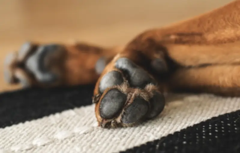 Chienne traînée par une voiture : le propriétaire identifié, plainte déposée