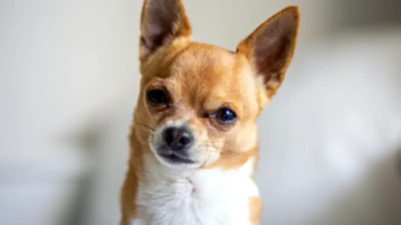 Chihuahua abandonné attaché à une benne en plein soleil en Moselle