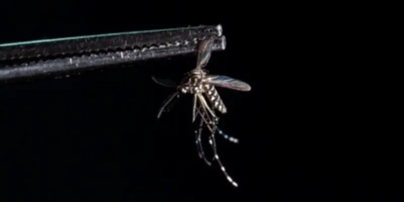 Chikungunya : la Guyane française se prépare à éviter un scénario réunionnais