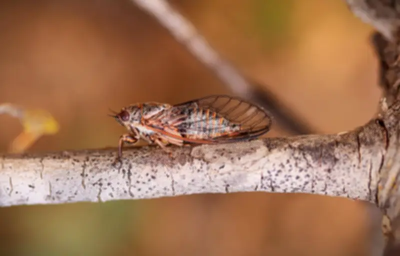 Cigales et mantes remontent vers le nord : le réchauffement climatique bouge la carte du vivant