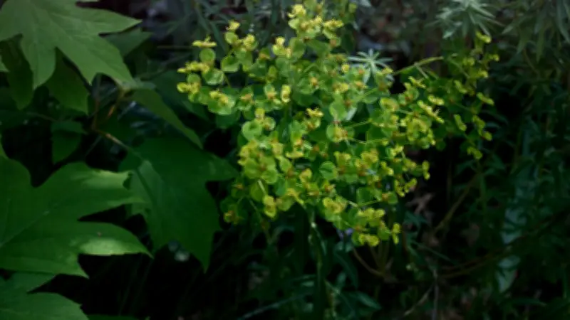 À Claret, le jardin de la Taillade devient gardien d'une euphorbe rare