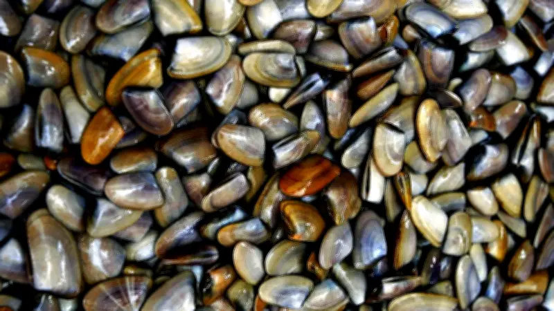 Contamination aux toxines : interdiction de coquillages filtreurs dans le Gard