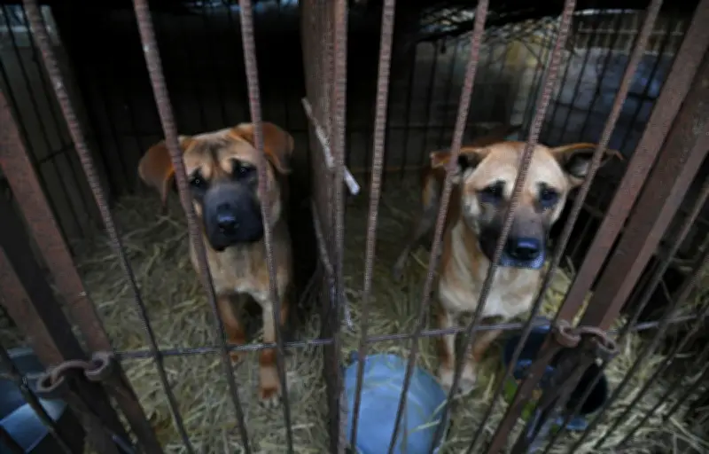 Corée du Sud : mystère sur le sort des chiens après l'interdiction de l'élevage