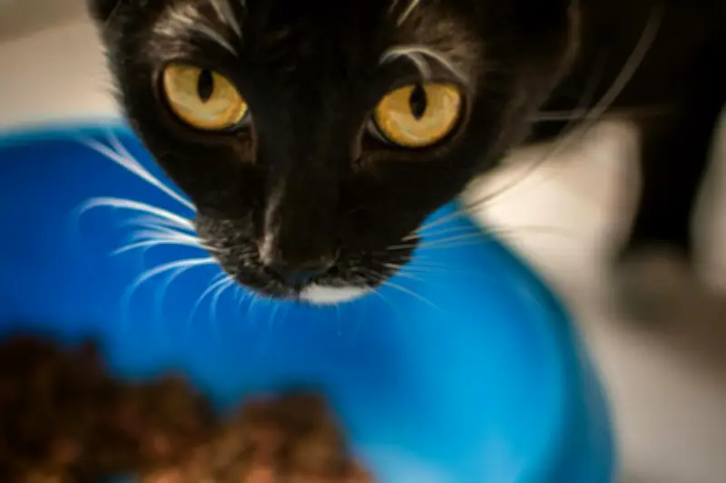 Croquettes pour chat : les critères vétérinaires à connaître en 2026