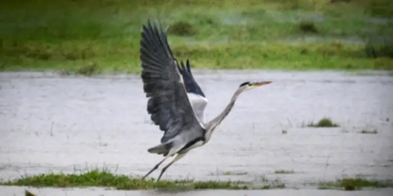 Déclin de 18% des oiseaux communs en France en 25 ans