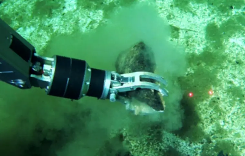 Découverte du plus grand cimetière de baleines au monde dans l'océan Indien