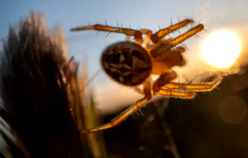 Découverte d'une araignée catapulte en Australie